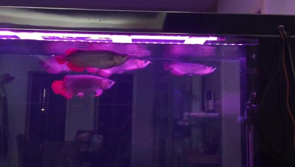 龍魚發(fā)色燈正確位置圖解：關(guān)于龍魚發(fā)色燈正確位置圖解詳情