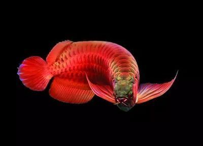 龍魚和錦鯉能一起養嗎？：龍魚和錦鯉可以一起養嗎？