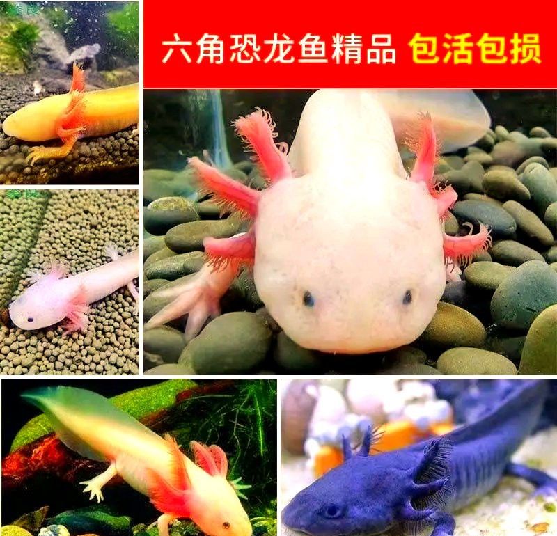 六角龍魚水深50公分可以嗎