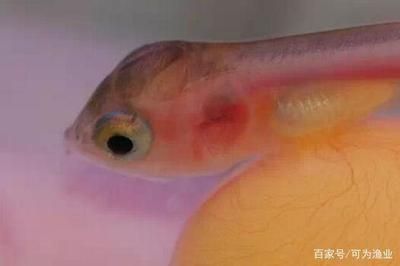 龍魚拉透明糞便：龍魚拉透明糞便怎么辦