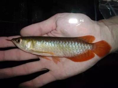 一般龍魚多少錢：龍魚市場價格最新動態