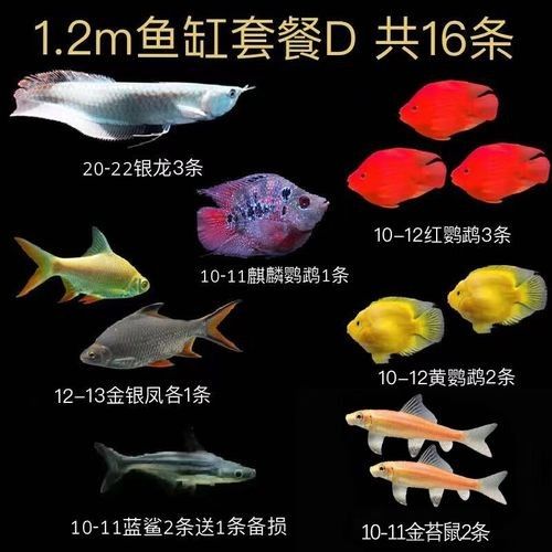 銀龍魚苗怎么養(yǎng)殖方法圖片