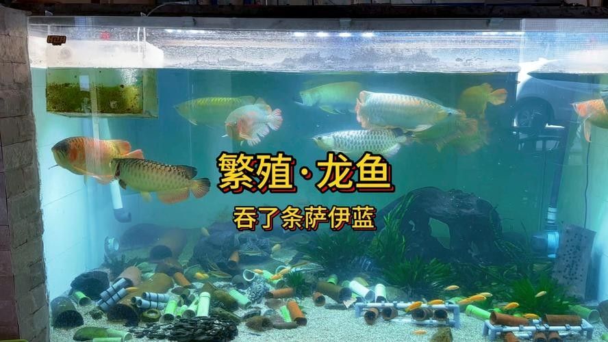 銀龍魚苗怎么養(yǎng)殖方法圖片