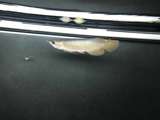 紅龍魚顏色變深怎么辦：紅龍魚的顏色變深怎么辦
