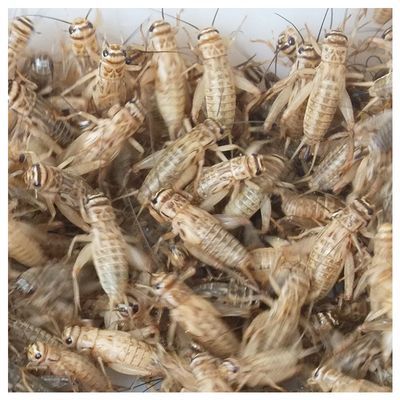 金龍魚吃蟋蟀的好處和壞處和壞處和壞處：吃蟋蟀的好處和壞處
