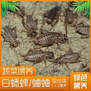 金龍魚吃蟋蟀的好處和壞處和壞處和壞處：吃蟋蟀的好處和壞處