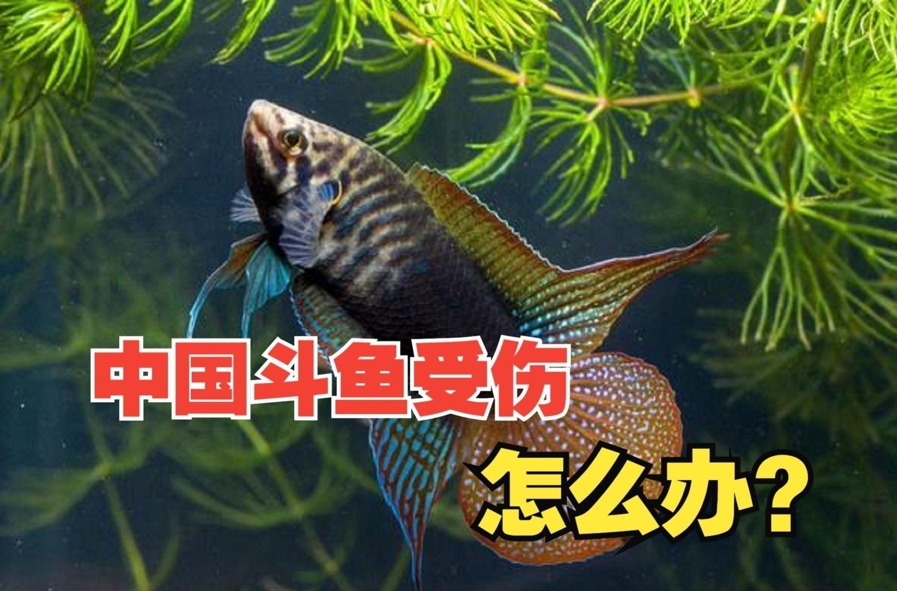 如何判斷魚打架的傷勢是否嚴重？