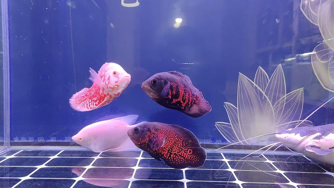 如何判斷魚打架的傷勢是否嚴重？