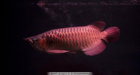 彩色的金龍魚：什么是彩色金龍魚