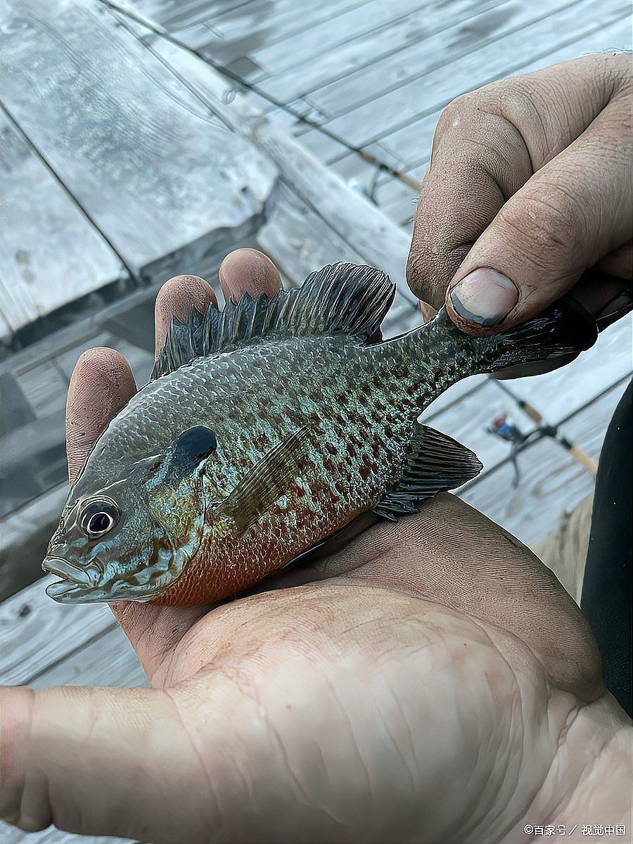 曼龍魚混養有哪些注意事項？