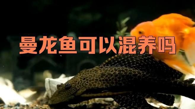 曼龍魚混養有哪些注意事項？