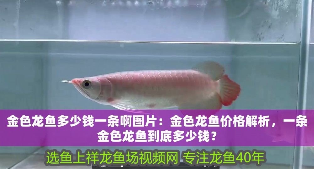金色龍魚多少錢一條啊圖片：金色龍魚價格解析，一條金色龍魚到底多少錢？