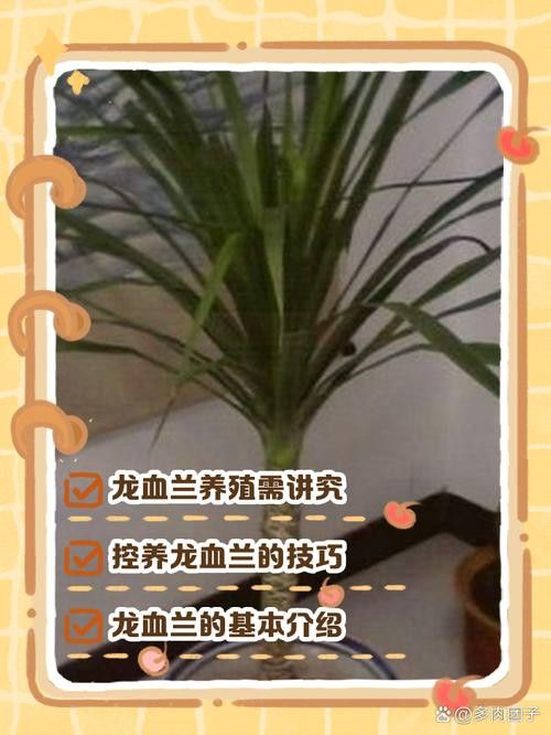 如何延長紅龍字蘭花的花期？