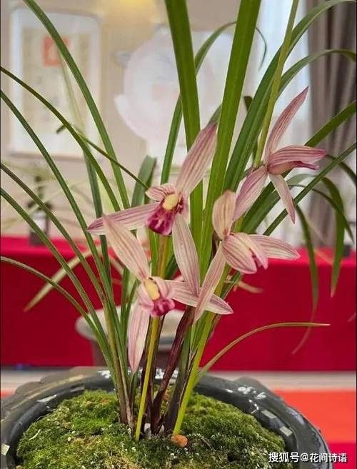 如何延長紅龍字蘭花的花期？