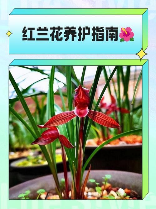 如何延長紅龍字蘭花的花期？