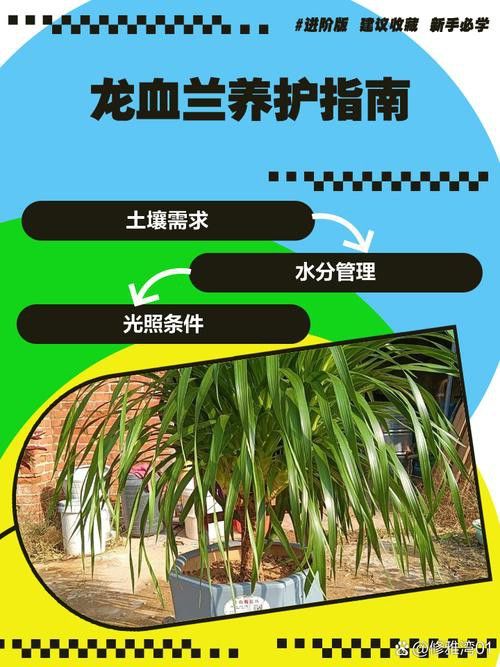 如何延長紅龍字蘭花的花期？