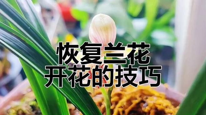如何延長紅龍字蘭花的花期？