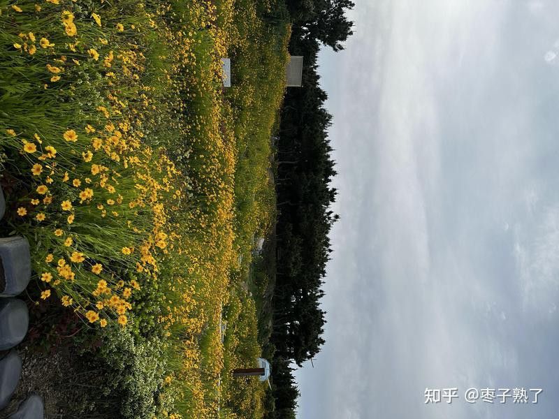 如何延長紅龍字蘭花的花期？
