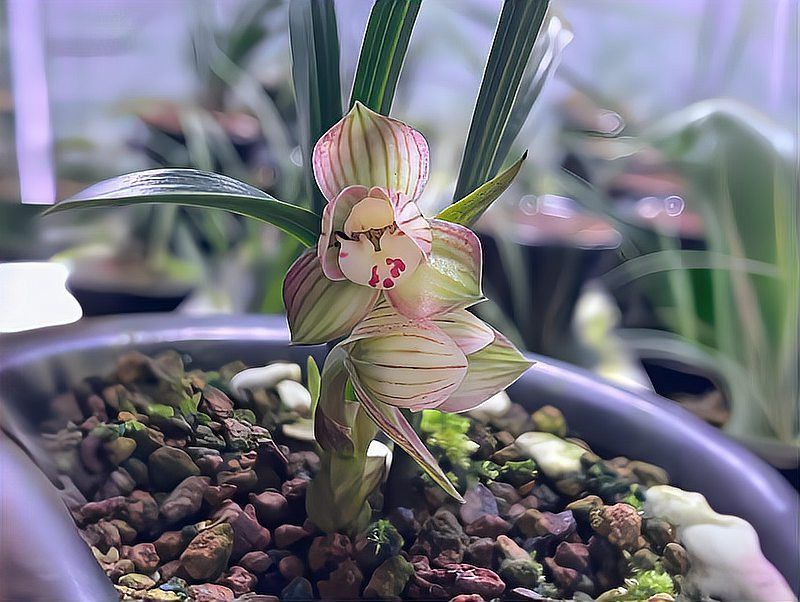 如何延長紅龍字蘭花的花期？