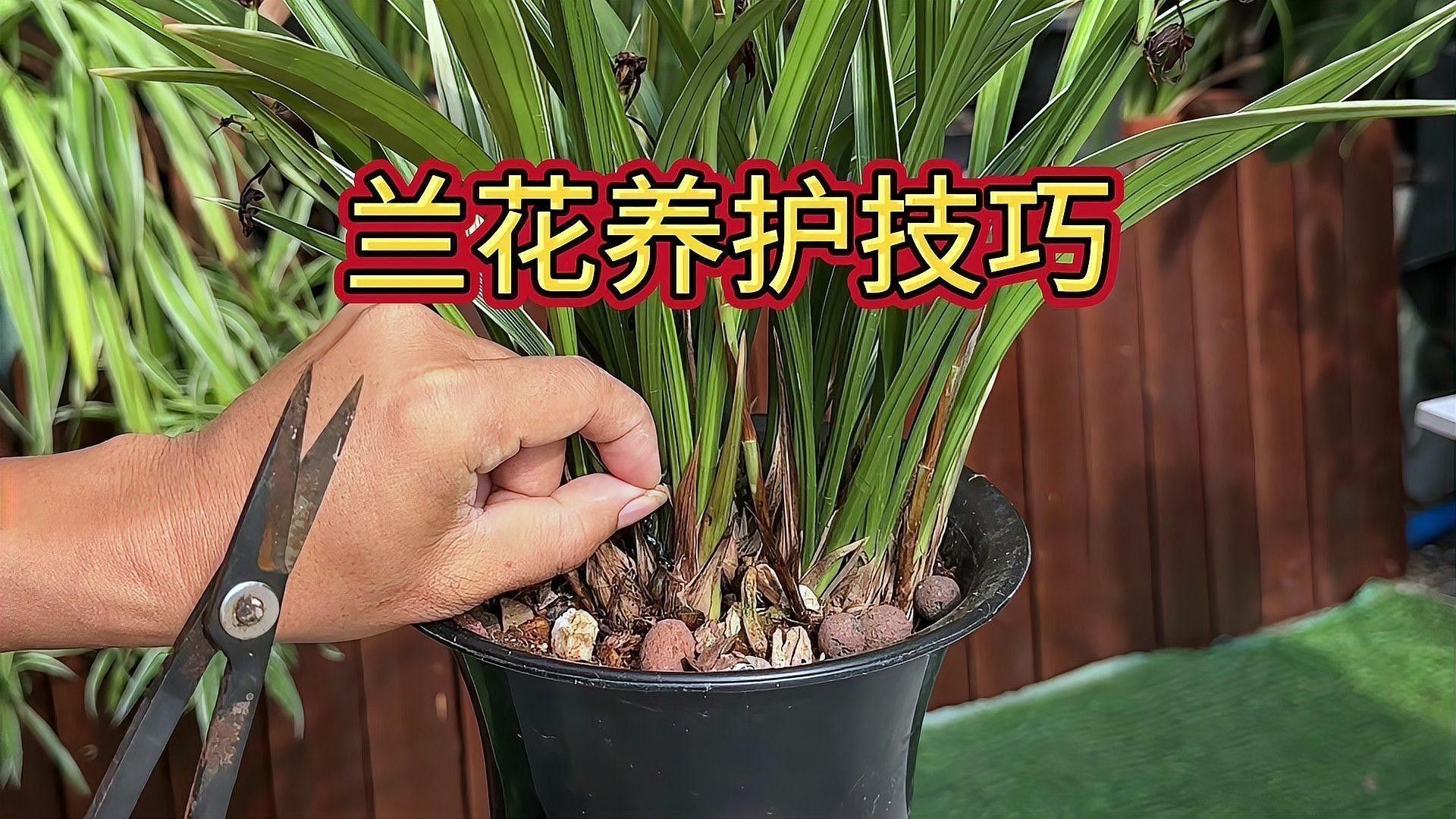 如何延長紅龍字蘭花的花期？