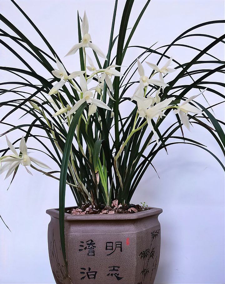 如何延長紅龍字蘭花的花期？