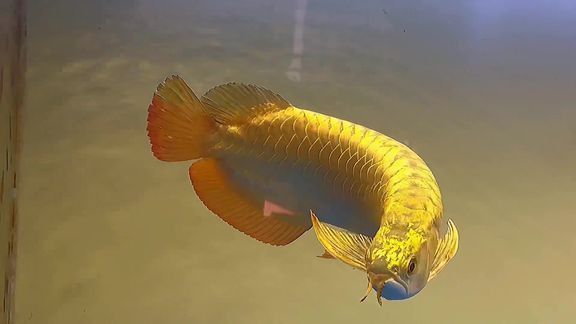 大紅龍魚圖片大全欣賞視頻播放