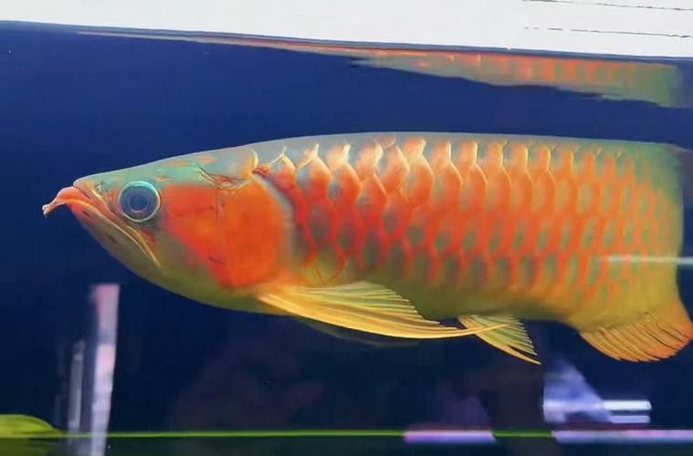 最好看的紅龍魚圖片大全大圖