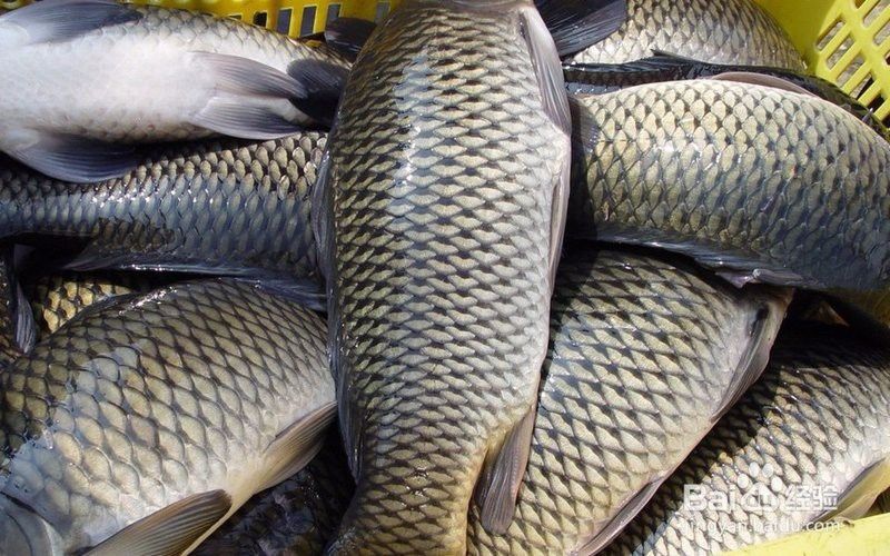金頭過背金龍魚繁殖后如何護理親魚？