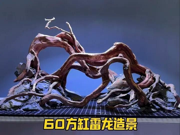 雷龍魚(yú)60的缸