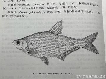 鰱魚粵語叫什么魚