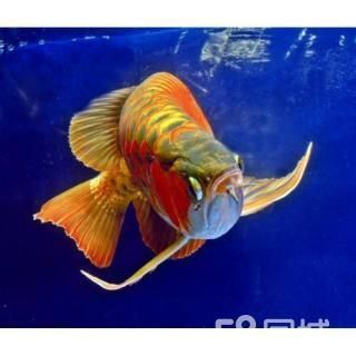 紅龍魚母魚有蛋怎么辦：當(dāng)紅龍魚母魚出現(xiàn)產(chǎn)卵的情況時(shí)