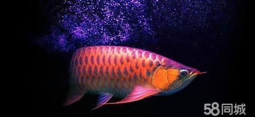 紅龍魚母魚有蛋怎么辦：當(dāng)紅龍魚母魚出現(xiàn)產(chǎn)卵的情況時(shí)