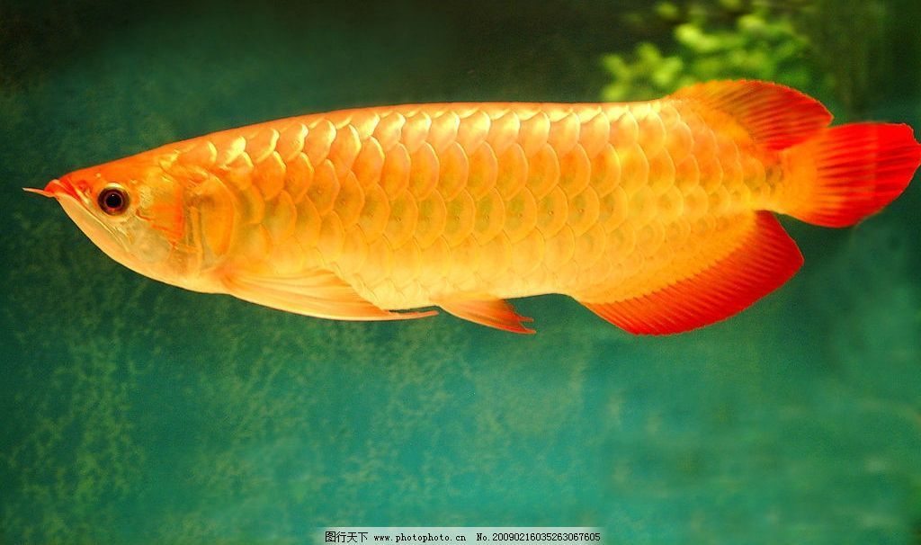 金龍魚養多久可以變成全金魚：過背金龍魚養殖時間