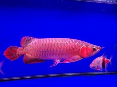 龍魚有病怎么治療圖片視頻講解：關于龍魚疾病治療的圖片視頻教程 龍魚有病怎么治療圖片視頻講解：關于龍魚疾病治療的圖片視頻教程 龍魚百科 第5張