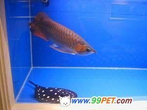 龍魚有病怎么治療圖片視頻講解：關于龍魚疾病治療的圖片視頻教程 龍魚有病怎么治療圖片視頻講解：關于龍魚疾病治療的圖片視頻教程 龍魚百科 第3張