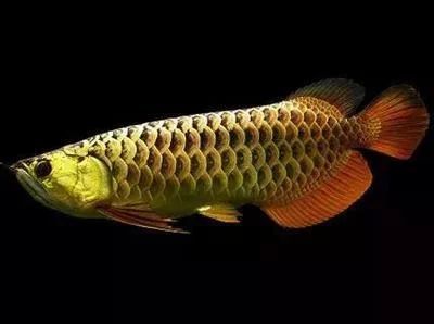 龍魚抖嘴什么原因：龍魚抖嘴是什么原因