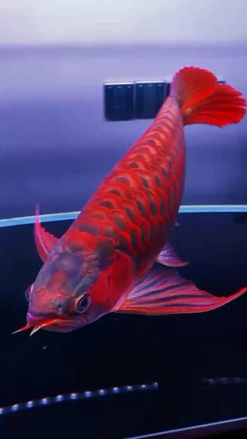 龍魚壁紙超清