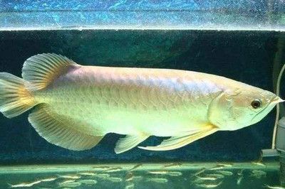 養龍魚的最佳水位通常控制在30厘米到50厘米左右：養龍魚的最佳水位應在多少？
