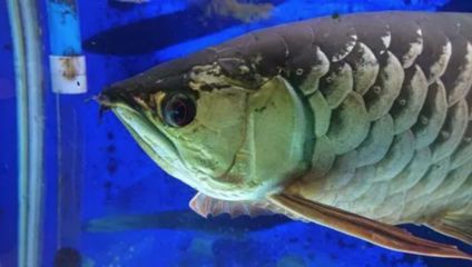 龍魚身上有白色絮狀物用什么藥好用一點：龍魚身上出現白色絮狀物可能是水霉菌引起的水霉病