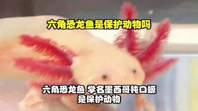 飼養六角恐龍魚犯不犯法