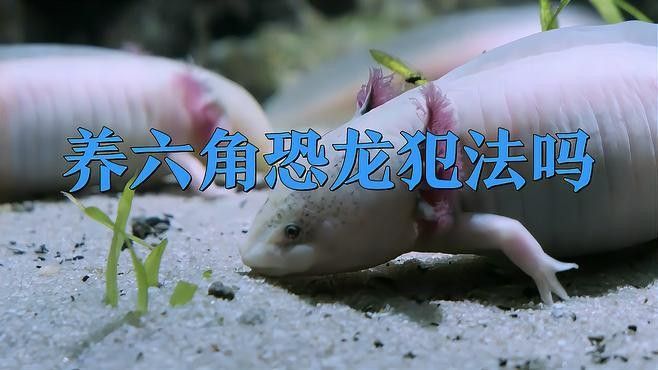 飼養六角恐龍魚犯不犯法