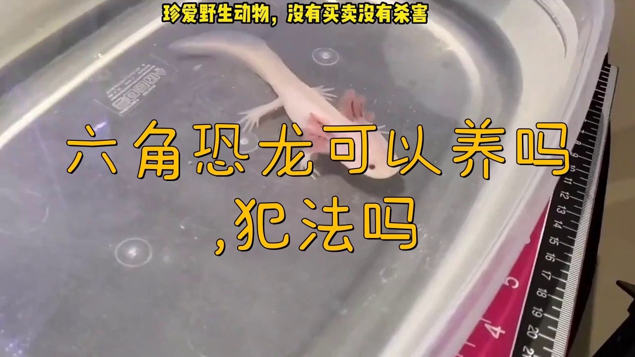 飼養六角恐龍魚犯不犯法