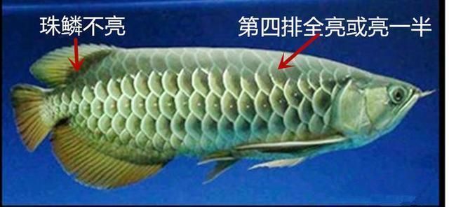 金龍魚的分類標(biāo)準(zhǔn)表