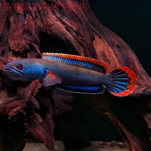 火背雷龍魚苗子