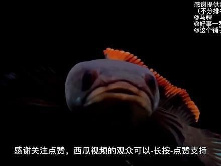 火背雷龍魚苗子