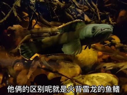 火背雷龍魚苗子