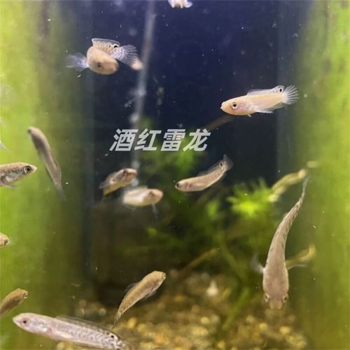 火背雷龍魚苗子