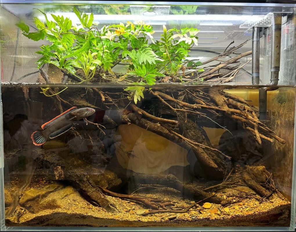 火背雷龍魚苗子