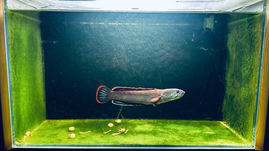 火背雷龍魚苗子
