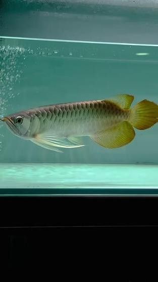 白玉紅龍魚圖片欣賞